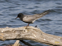 Black Tern